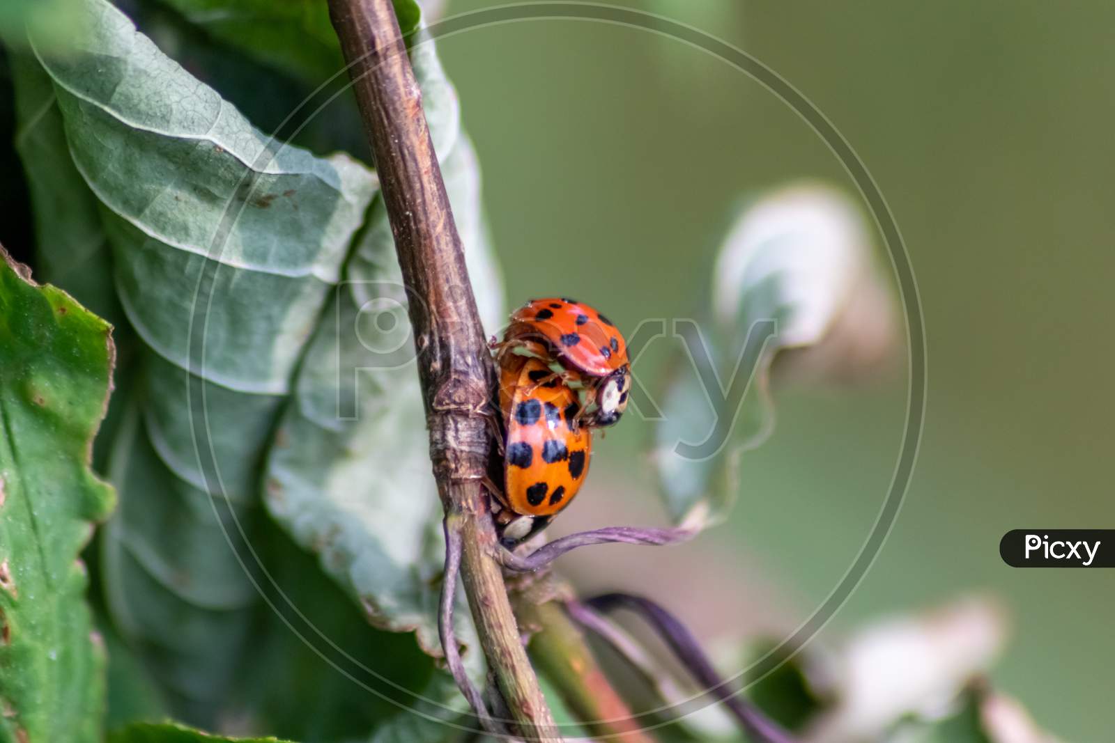 Image of Pair of ladybugs having sex on a leaf as couple in close-up to  create the next generation of plant louse killers as natural pest control  in agriculture with a bouquet