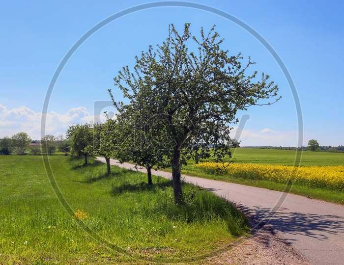 Yellow Field Of Flowering Rape And Tree Against A Blue Sky With Clouds, Natural Landscape Background With Copy Space, Germany Europe