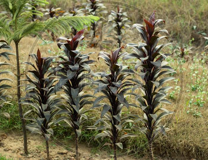 The Broad Leaf Lady Palm Dark Red Color Leaf Is A Bamboo-Like Stalks