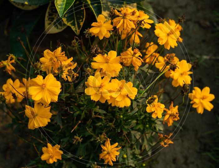 Orange Cosmos Has Golden, Yellow Or Orange Flowers Wild Flower Seeds