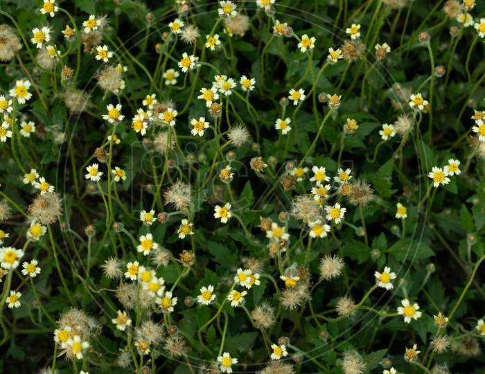 Coatbuttons Flower Or Tridax Procumbens Wild Grass Plant Daisy Family