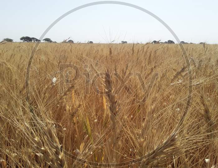 Wheat farm stock photo