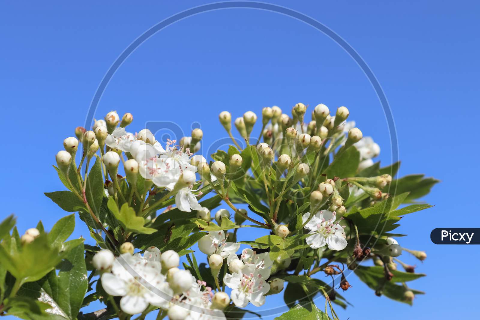 Beautiful Cherry And Plum Trees In Blossom During Springtime With Colorful Flowers