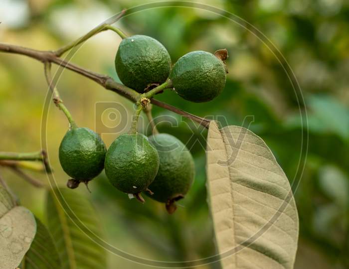 The Guava Produces Solitary White Flowers And A Green Berry Fruit