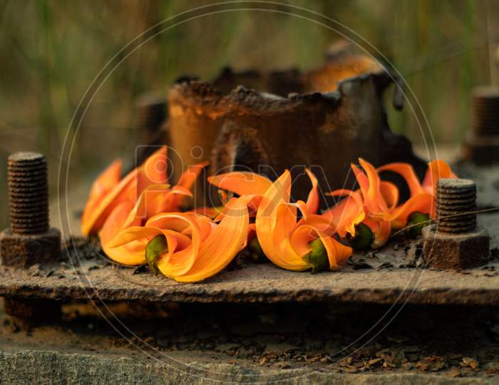 Bunch Of Bengal Kino Dark Orange Color Flowers On Old Metal
