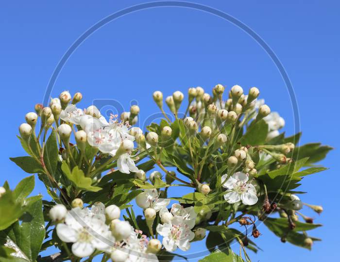 Beautiful Cherry And Plum Trees In Blossom During Springtime With Colorful Flowers