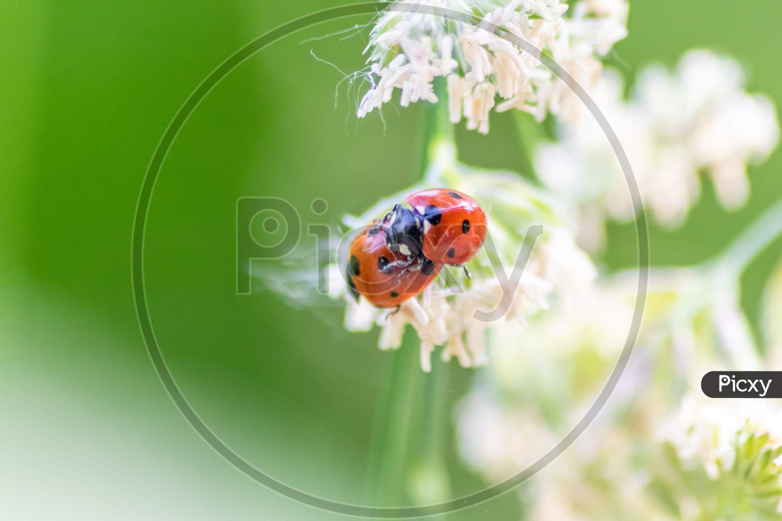 Image of Pair of ladybugs having sex on a leaf as couple in close-up to  create the next generation of plant louse killers as natural pest control  in agriculture with a bouquet