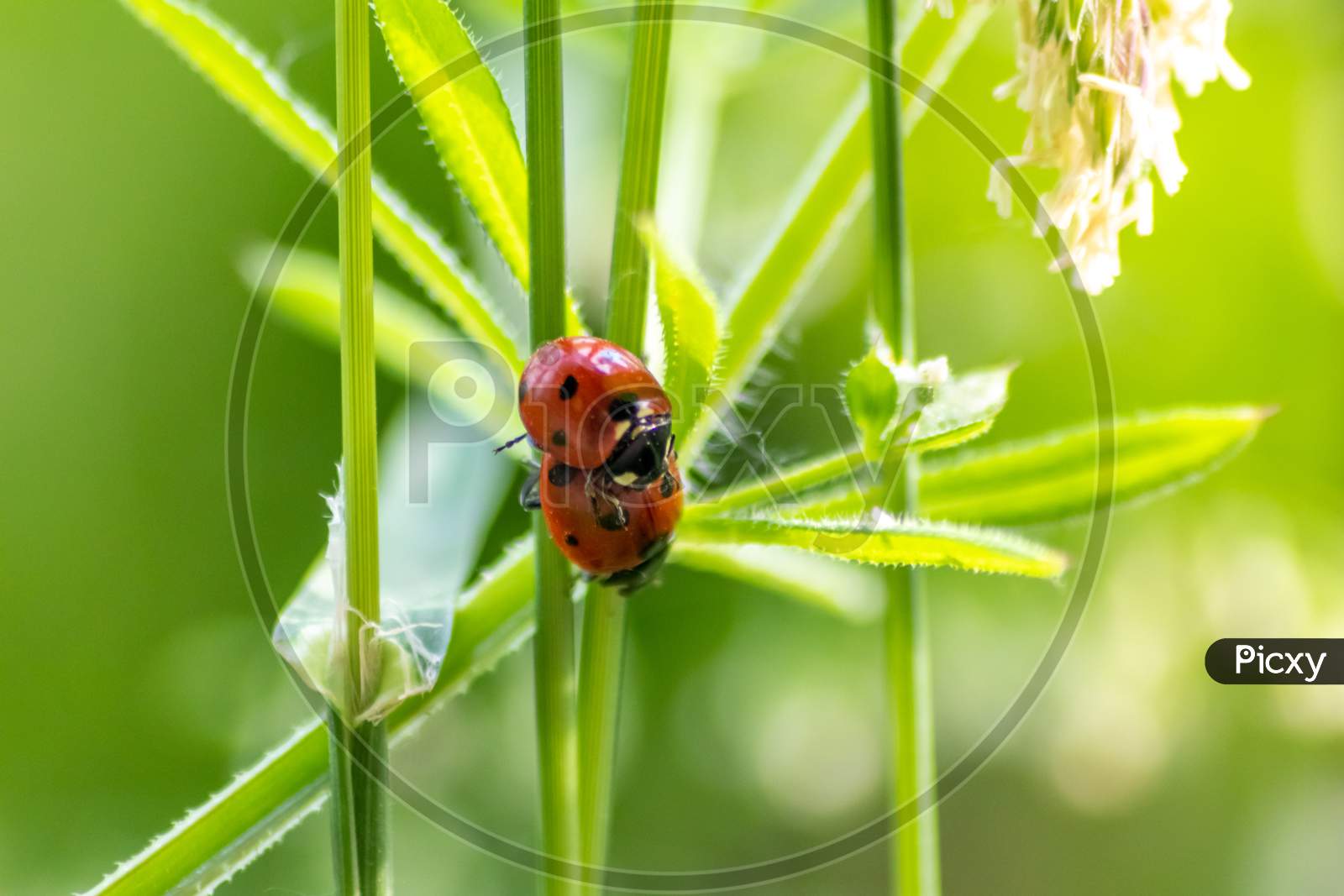 Image of Pair of ladybugs having sex on a leaf as couple in close-up to  create the next generation of plant louse killers as natural pest control  in agriculture with a bouquet