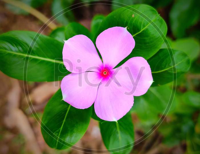 Madagascar Periwinkle, Catharanthus roseus, pink periwinkle, rose periwinkle, Pink Flower