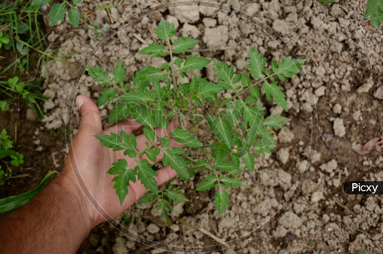 Closeup Ripe Tomato Plant With Hand Seedling Environment Conversation Concept Over Out Of Focus Brown Background.