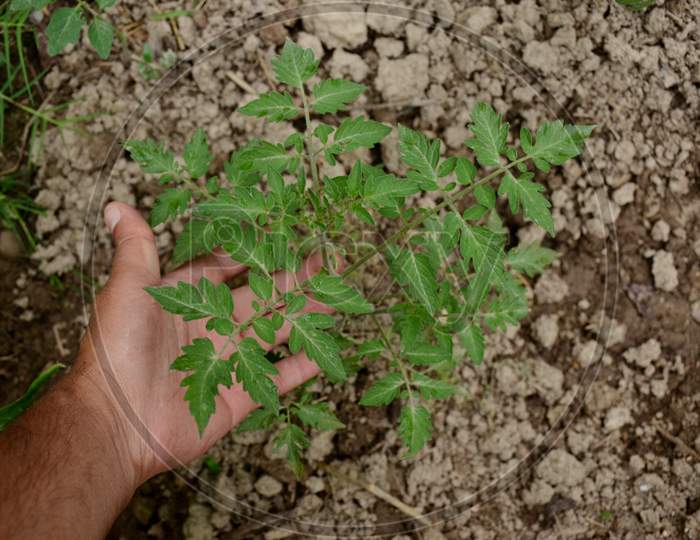 Closeup Ripe Tomato Plant With Hand Seedling Environment Conversation Concept Over Out Of Focus Brown Background.