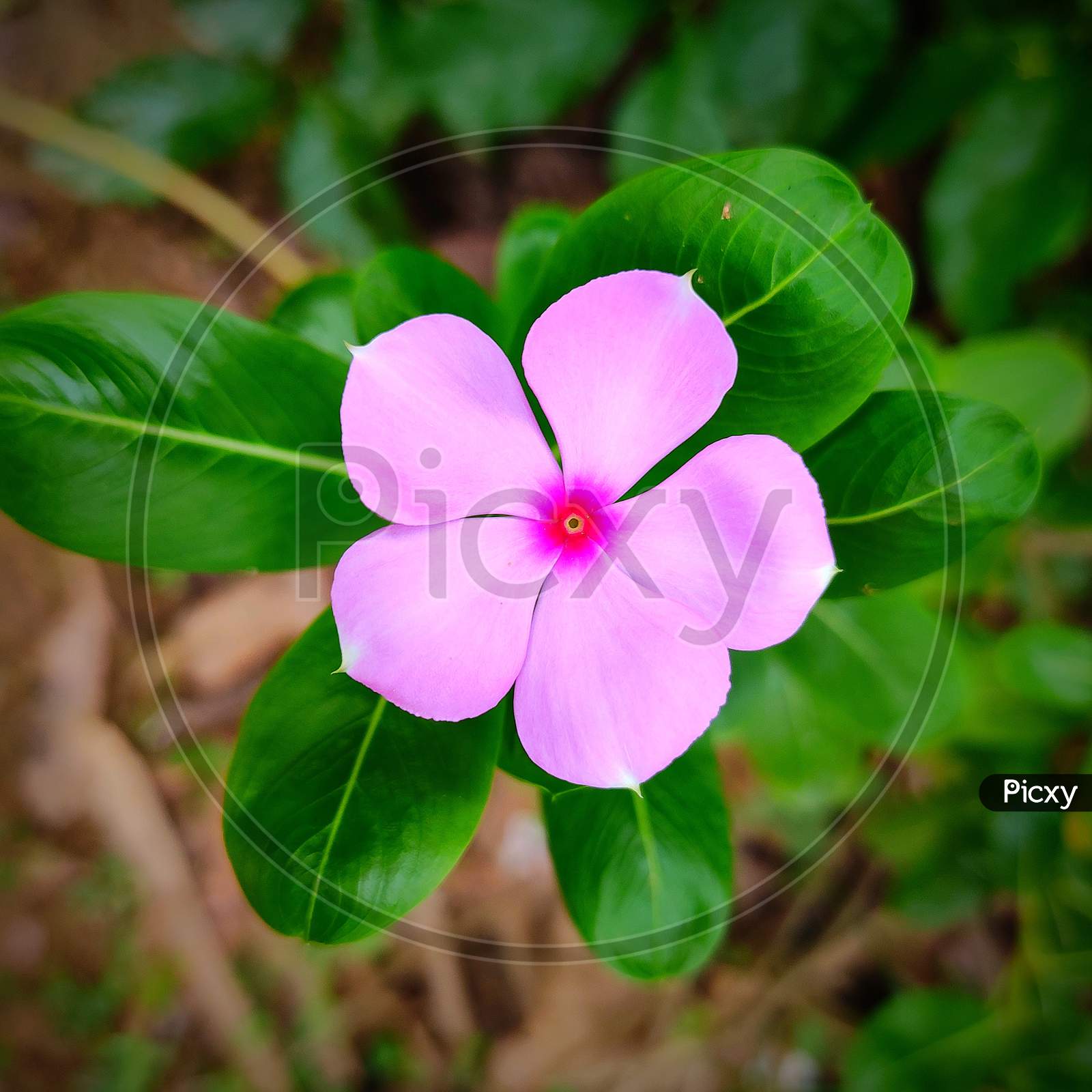 Madagascar Periwinkle, Catharanthus roseus, pink periwinkle, rose periwinkle, Pink Flower