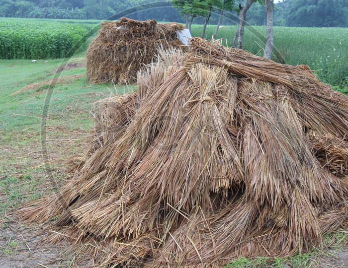 Dry Paddy Tree Stock On Farm