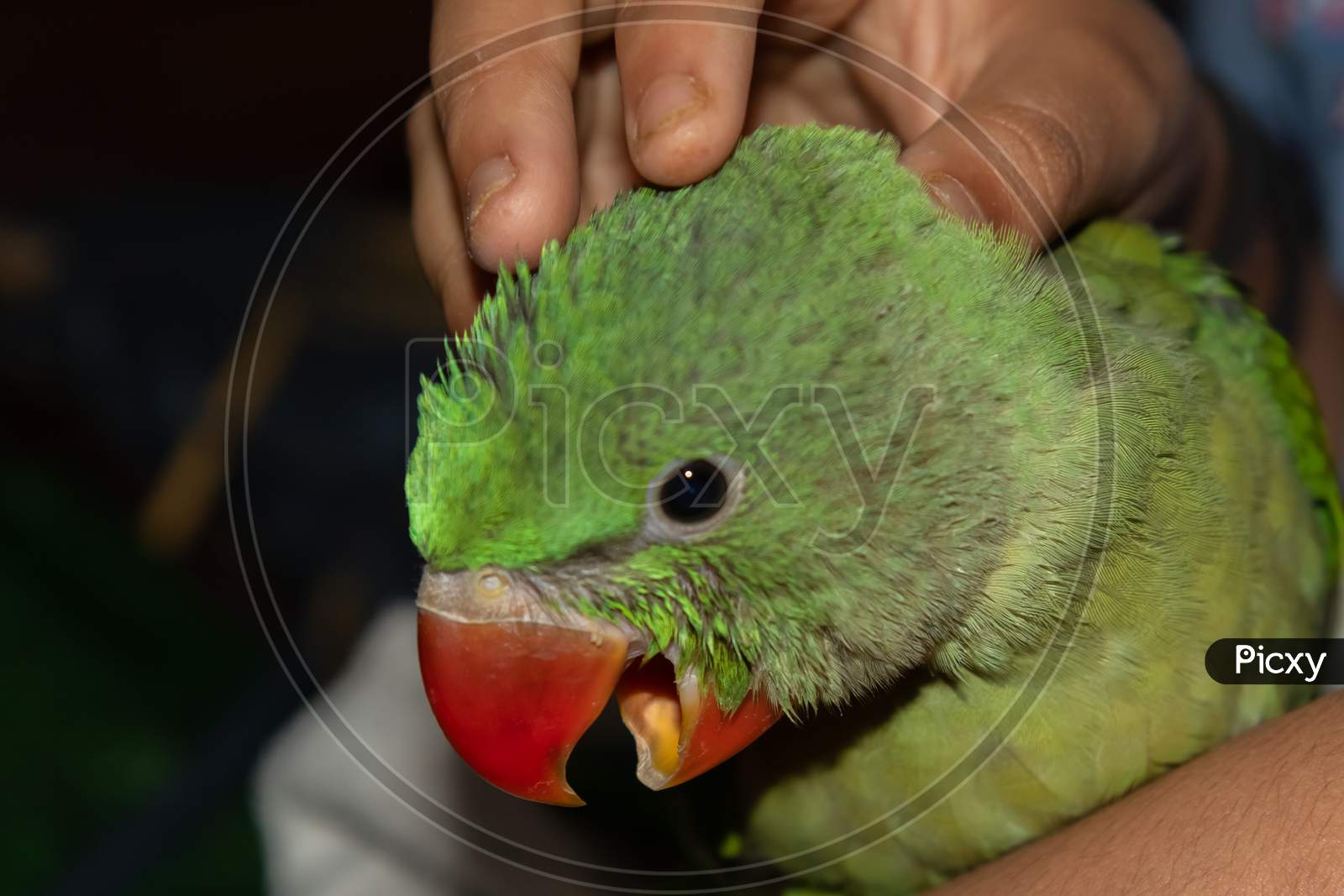 A juvenile parrot with its beak open being comforted in the arms of a human
