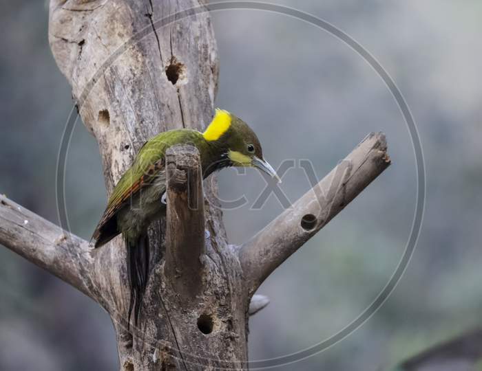 The greater yellownape woodpecker