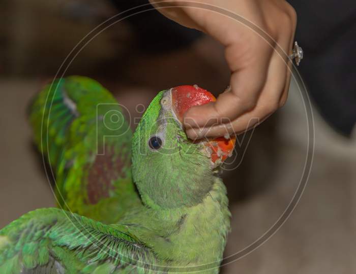A juvenile parrot being offered food to eat on the palm