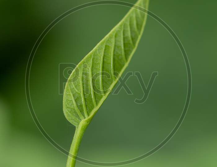 Abstract macro image of a leaf with stem and veins