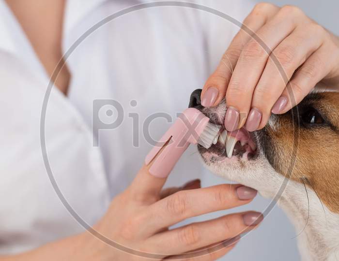 Woman Veterinarian Brushes The Teeth Of The Dog Jack Russell Terrier With A Special Brush Putting It On Her Finger.Jpg