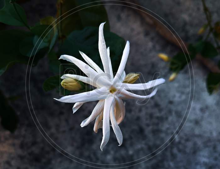 मोगरा flower