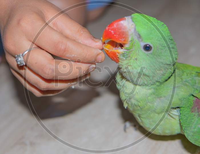 A juvenile parrot being offered food to eat on the palm