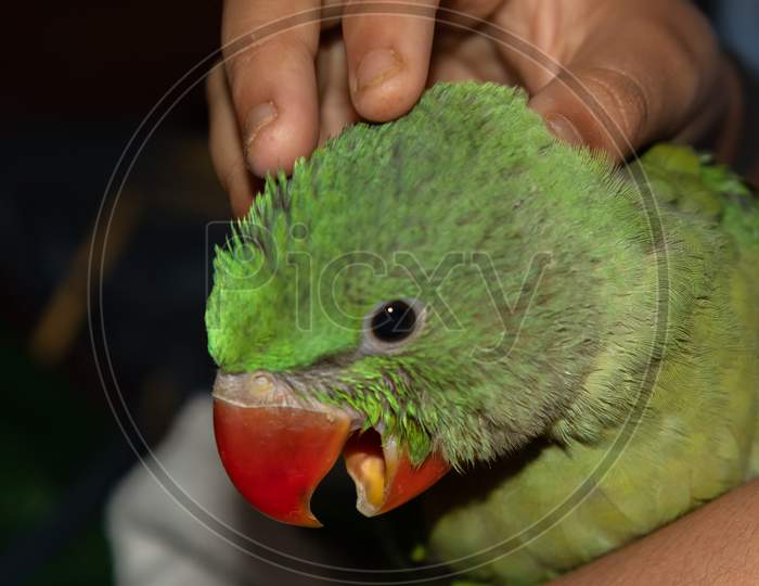 A juvenile parrot with its beak open being comforted in the arms of a human