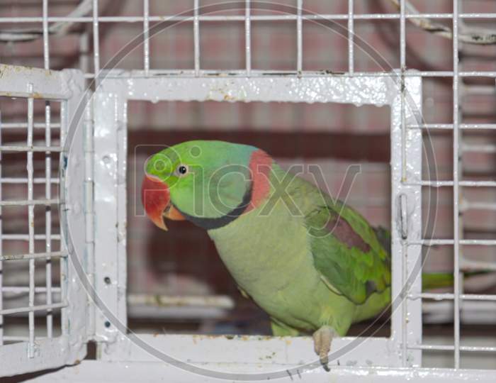 A green ring necked parrot siting with the cage door open