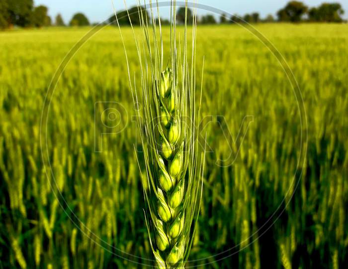 single wheat plant