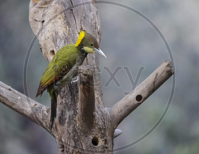 The greater yellownape woodpecker