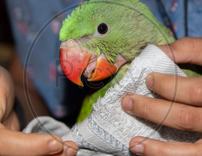 A Juvenile parrot with red beak being dried by a white towel cloth