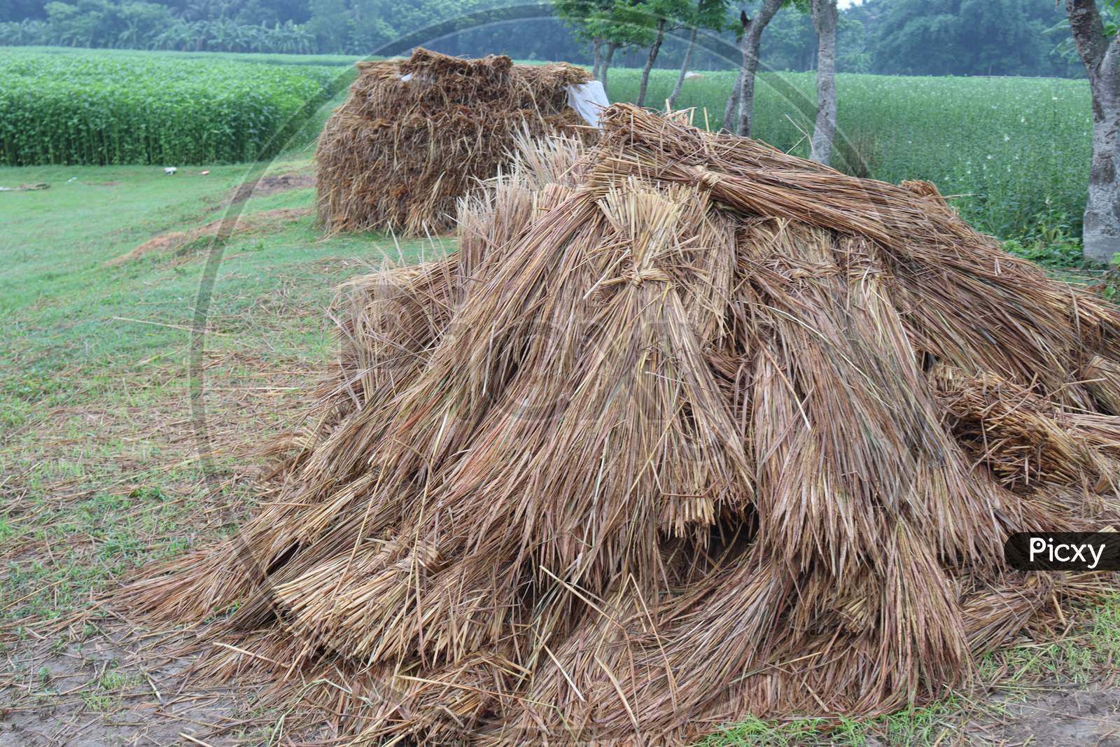 Dry Paddy Tree Stock On Farm