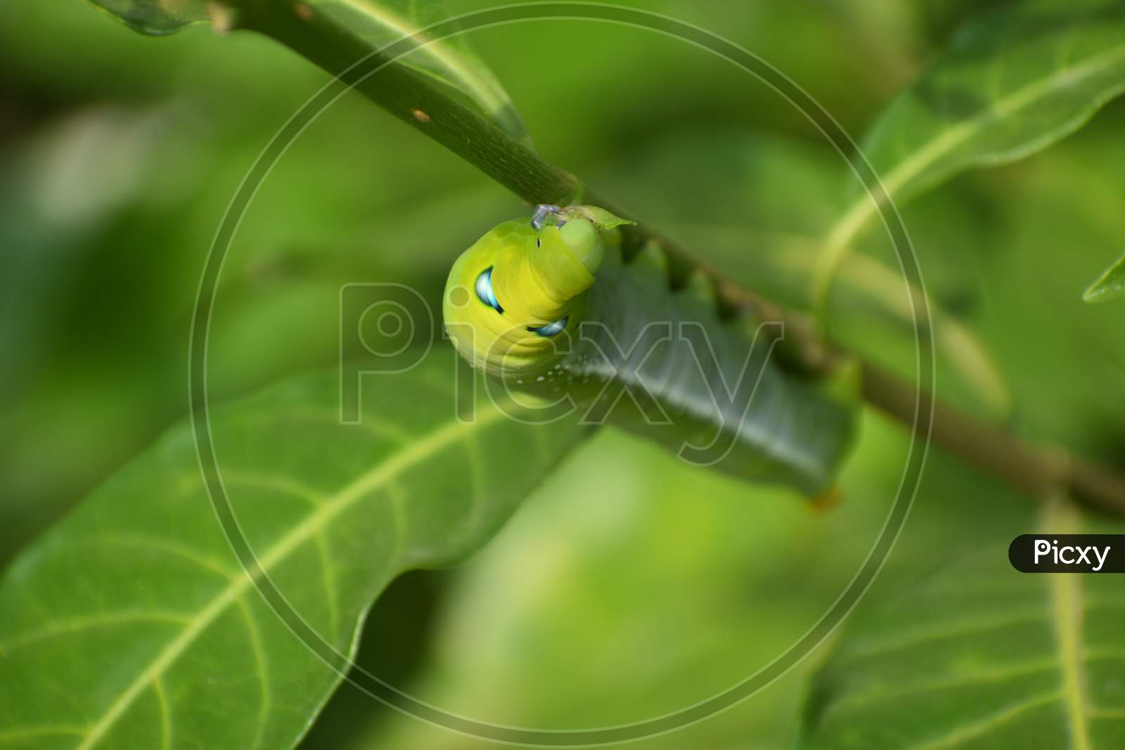 green caterpillar tomato hornwarm