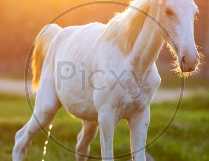 White Horse On Green Grass Field Under Sunny Sky