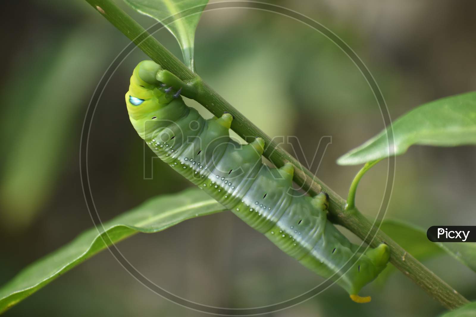 green caterpillar tomato hornwarm