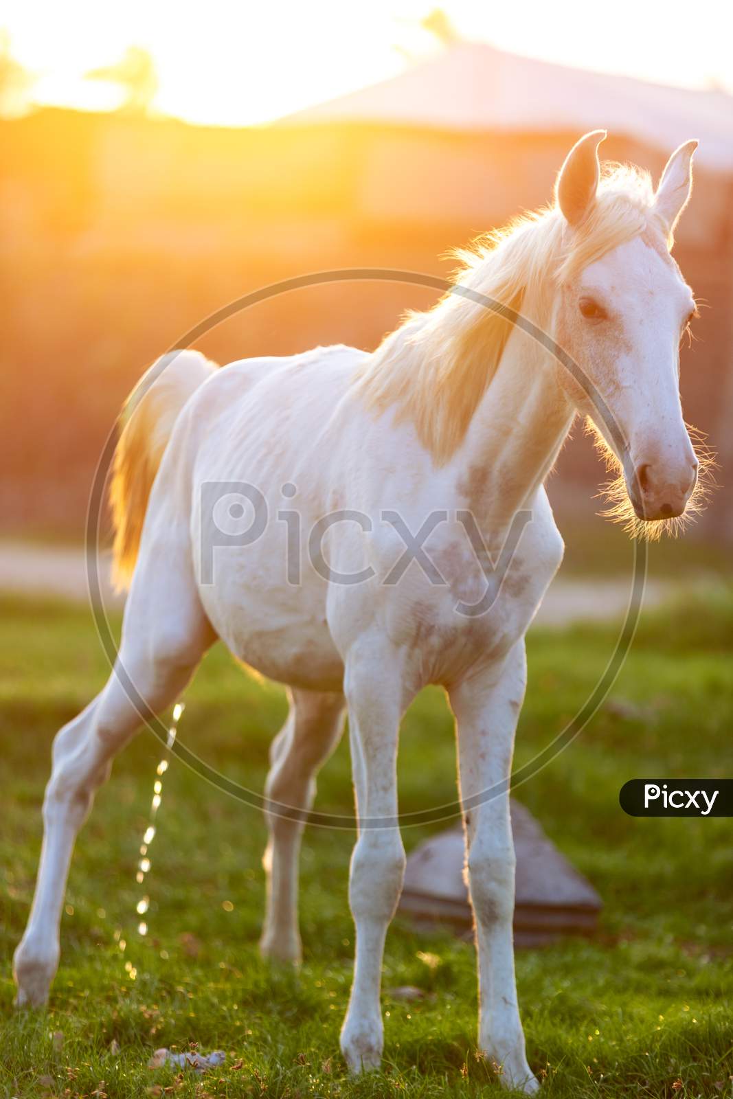 White Horse On Green Grass Field Under Sunny Sky