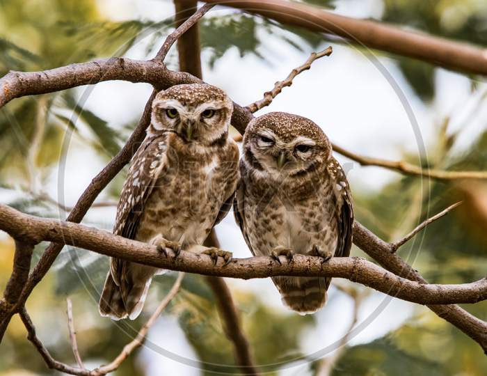Oriental Owl Couple