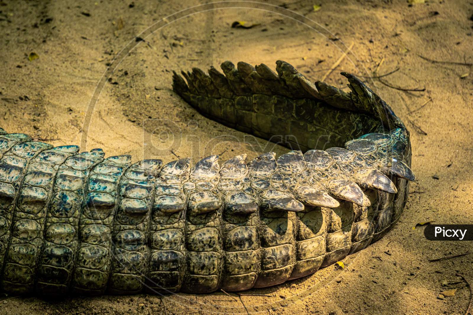 Nile Crocodile Tails