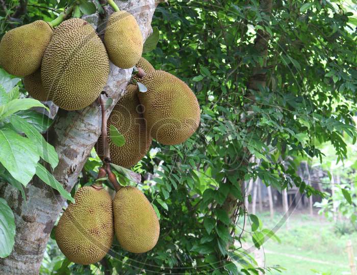 Jackfruit Stock On Tree In The Farm