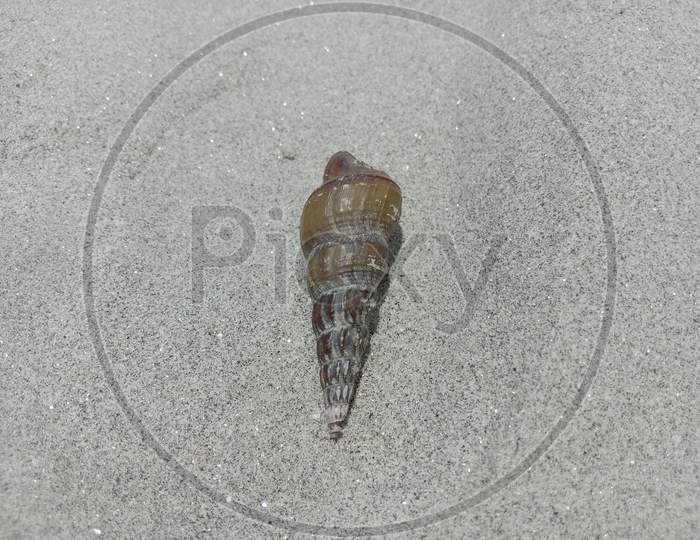Snail On Sand Near Of River