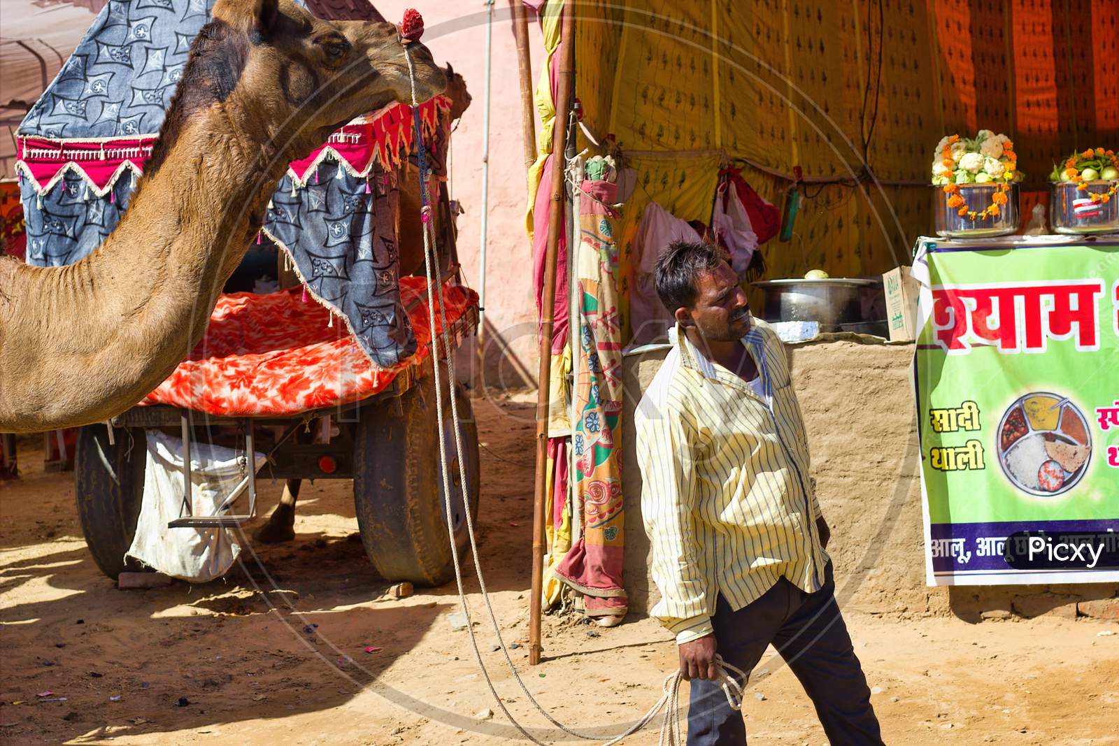 Pushkar, India - November 10, 2016: A Man Walking His Camel In Famous Pushkar Or Kartik Fair. India'S Largest Camel, Horse And Cattle Fairs
