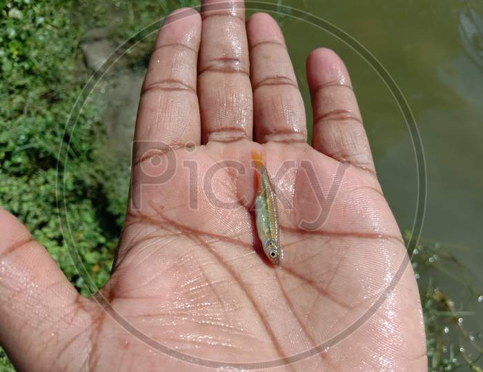 Small Fish On A Fisherman Hand