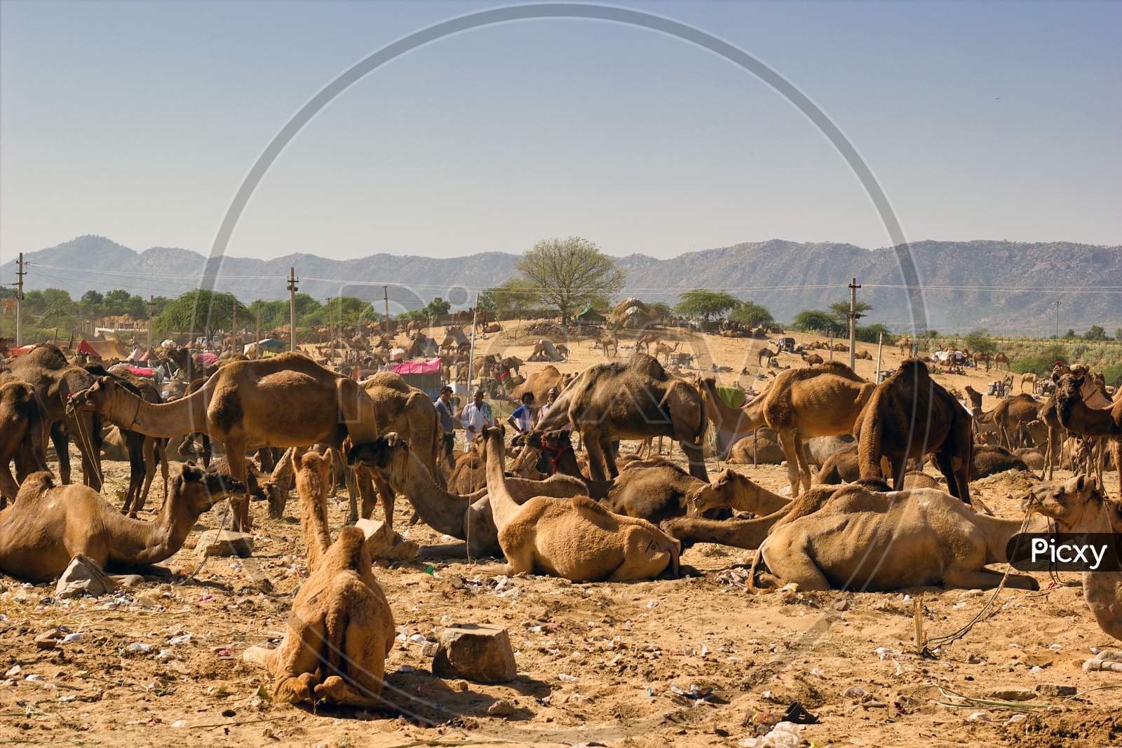 Pushkar, India - November 10, 2016: Bunch Of Camels Sitting On A Desert At Pushkar Camel Festival As A Part Of Trade. India'S Largest Camel, Horse And Cattle Fairs In The State Of Rajasthan