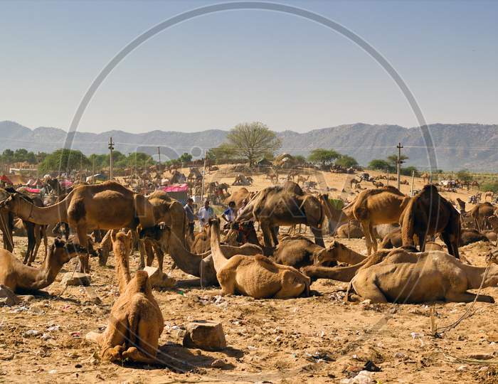 Pushkar, India - November 10, 2016: Bunch Of Camels Sitting On A Desert At Pushkar Camel Festival As A Part Of Trade. India'S Largest Camel, Horse And Cattle Fairs In The State Of Rajasthan