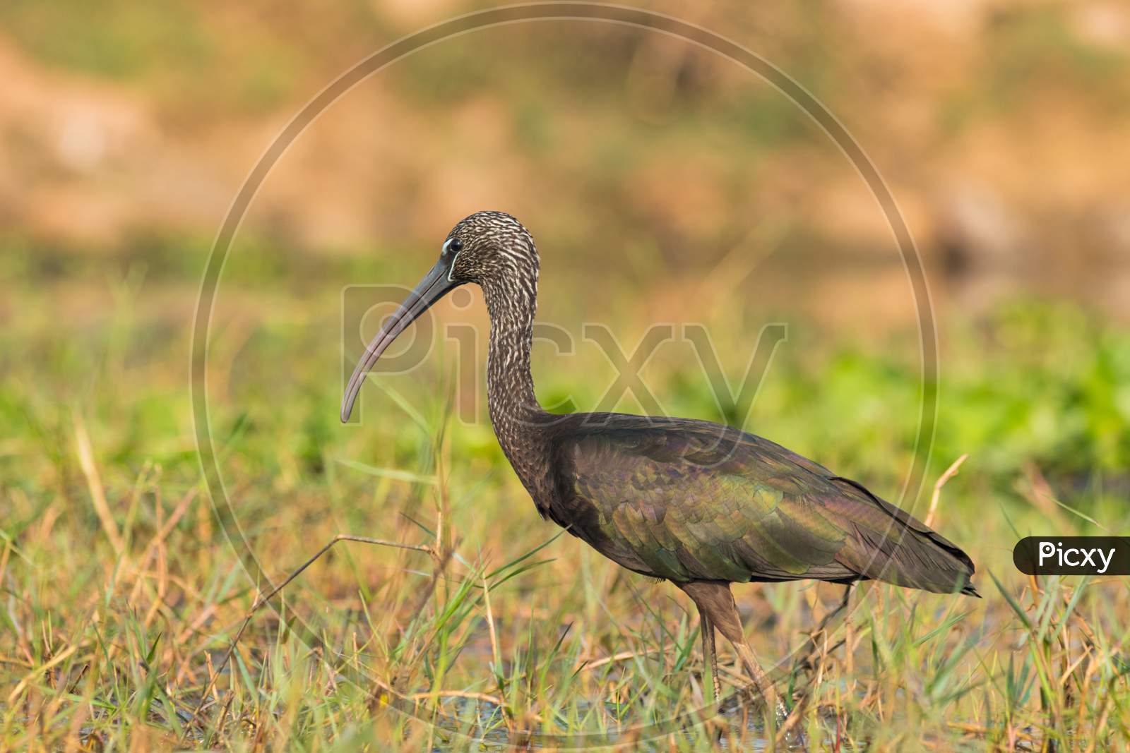 Glossy ibis in backwater