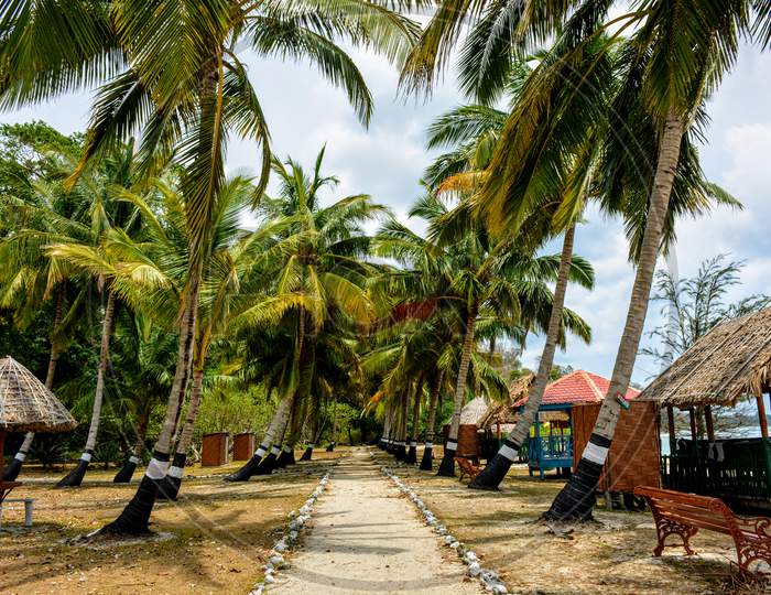 Path between coconut trees