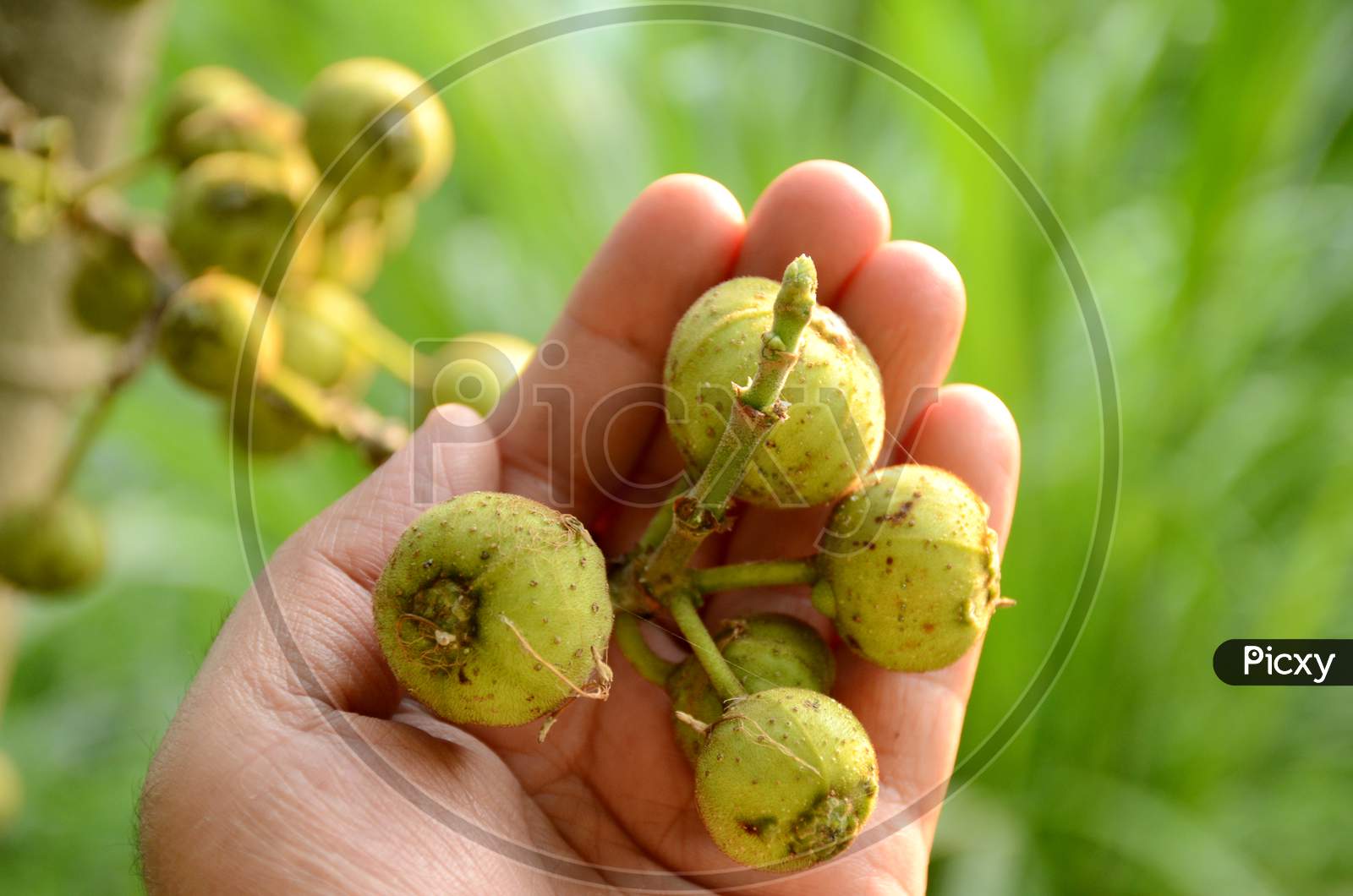 Closeup The Bunch Ripe Yellow Green Tree Fruit Hold Hand With Leaves And Branch Growing In The Forest Over Out Of Focus Green Background.