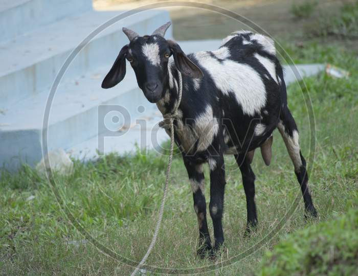 A Goat With A Black-And-White Mixture Is Standing In The Middle Of The Field