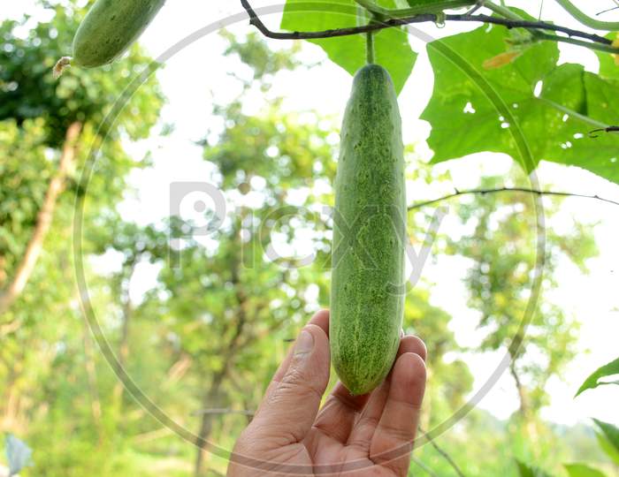 Closeup Green Ripe Cucumber Hold Hand With Vine Over Out Of Focus Green Brown Background.