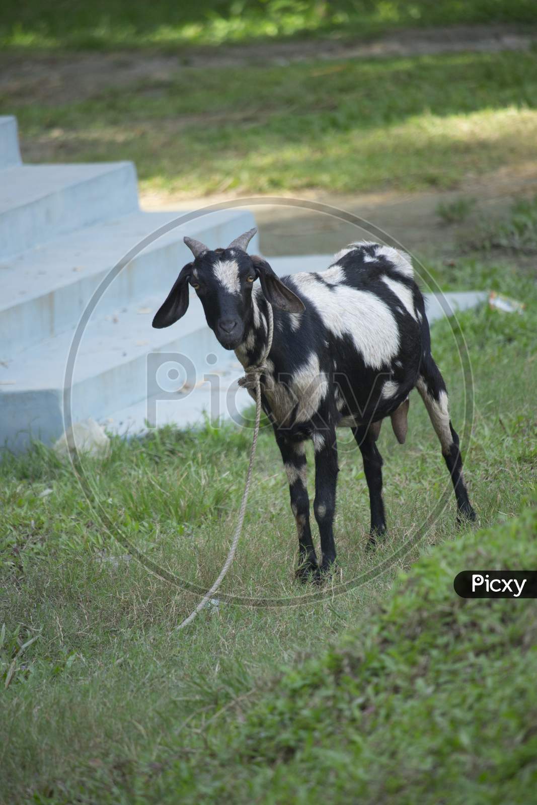 A Goat With A Black-And-White Mixture Is Standing In The Middle Of The Field
