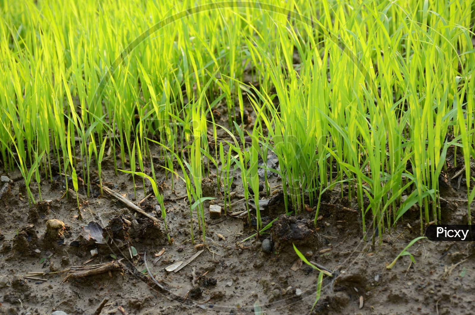 Closeup The Green Ripe Paddy Plant Soil Heap In The Farm Over Out Of Focus Green Brown Background.