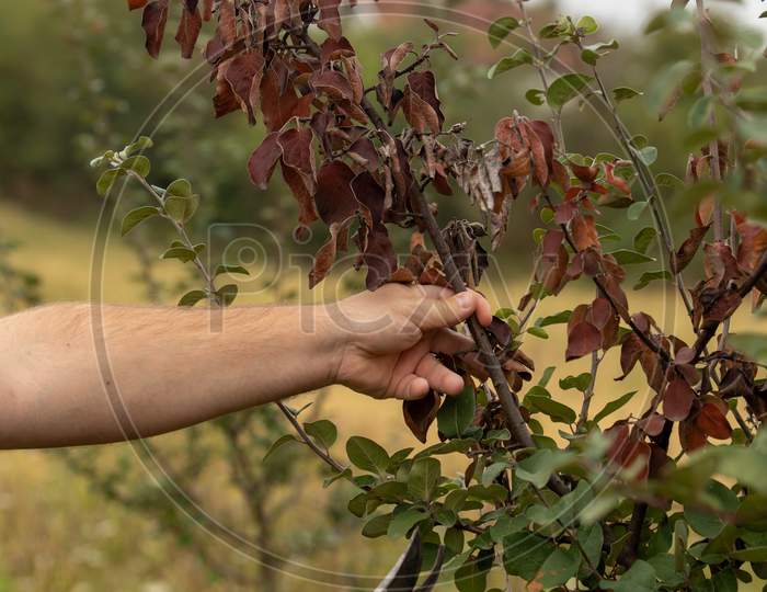 Man Cut Brunch Infected With Fire Blight, Fireblight, Quince Apple And Pear Disease, Caused By Bacteria Erwinia Amylovora